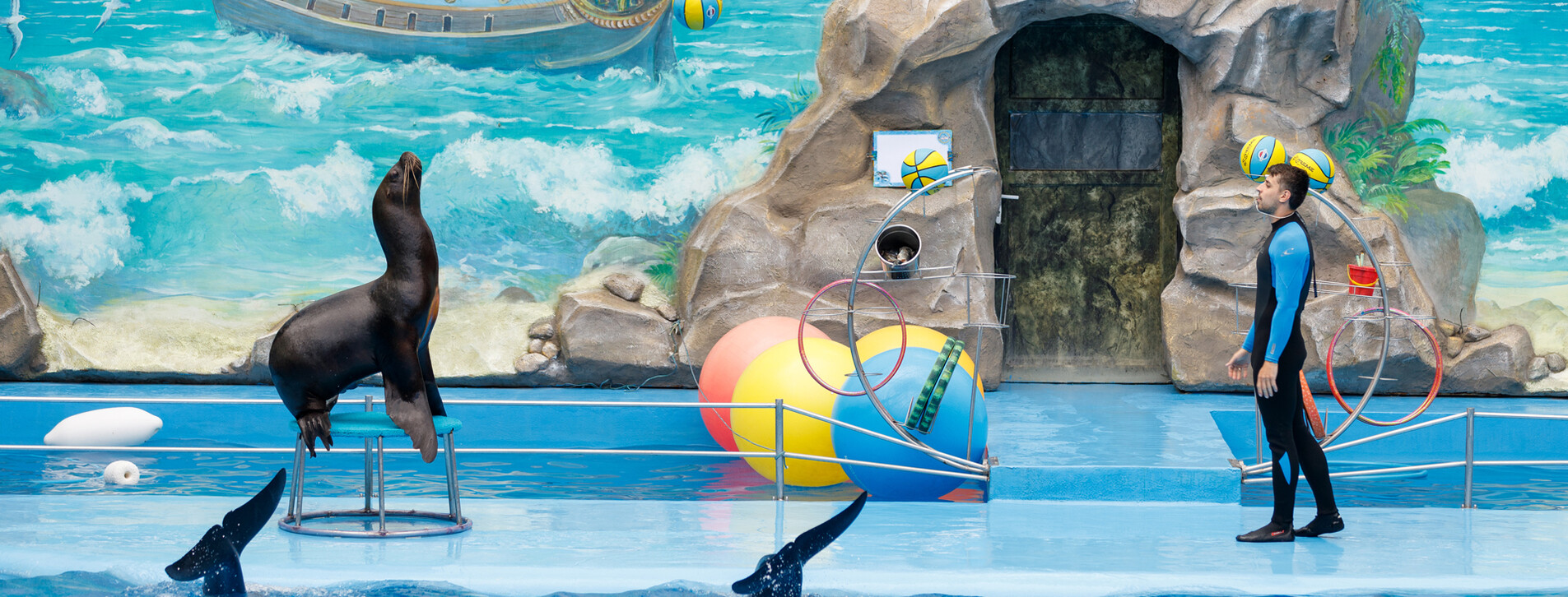 Дельфинарий НЕМО для двоих в Харькове - 7 Фото 7 - Дельфинарий НЕМО для двоих