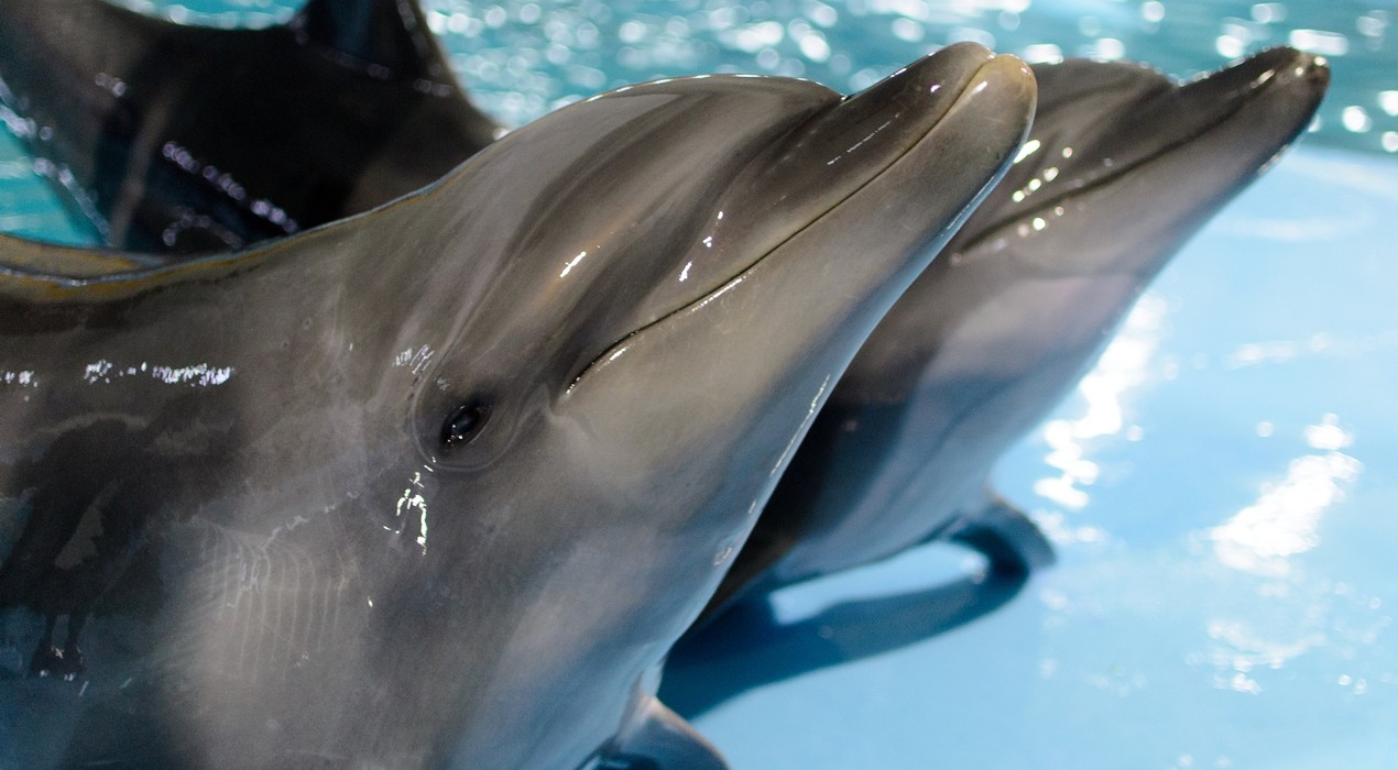НЕМО - Дельфинарий - Харьков - 1 Фото 1 - НЕМО - Дельфинарий - Харьков