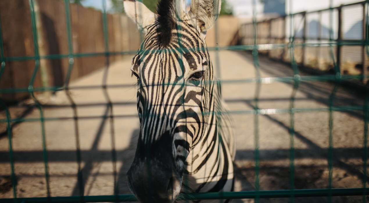 BioPark - Зоопарк - 5 Фото 5 - BioPark - Зоопарк