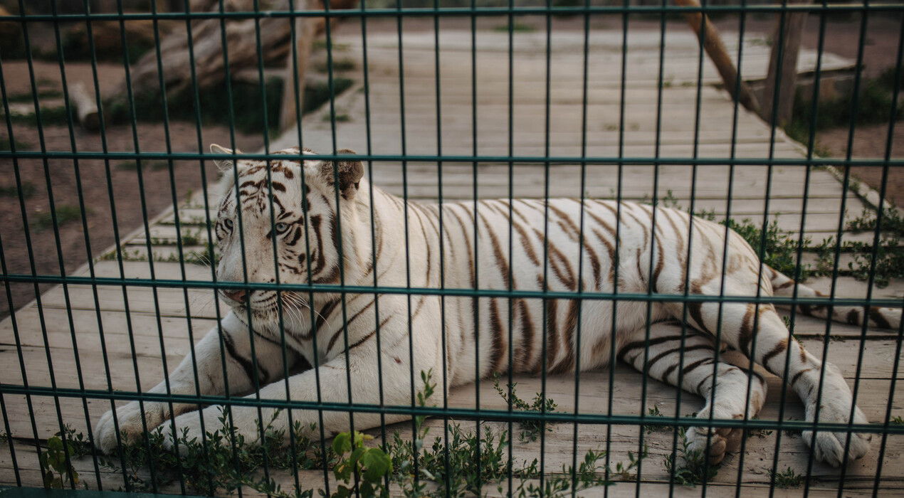 BioPark - Зоопарк - 3 Фото 3 - BioPark - Зоопарк