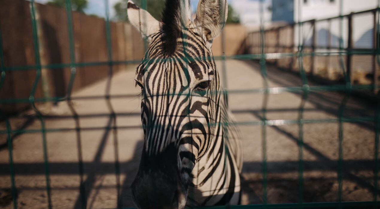 BioPark - Зоопарк - 7 Фото 7 - BioPark - Зоопарк