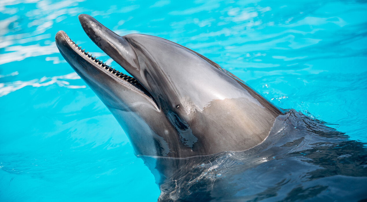 НЕМО - Дельфинарий - Харьков - 7 Фото 7 - НЕМО - Дельфинарий - Харьков