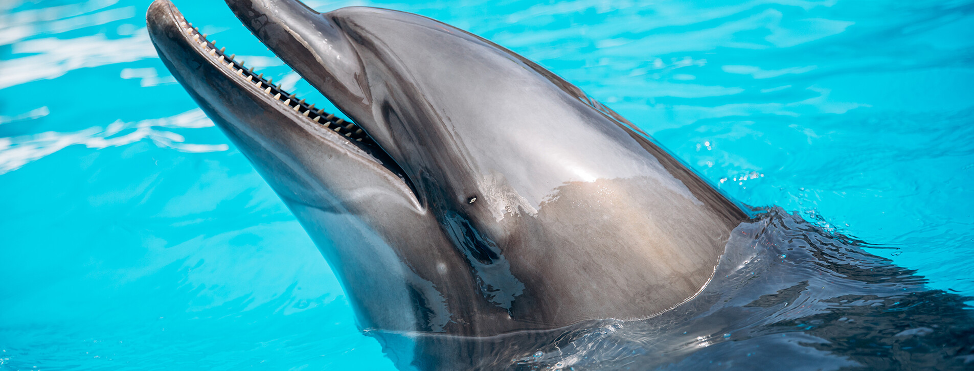 Дайвинг с дельфинами в Харькове - 8 Фото 8 - Дайвинг с дельфинами