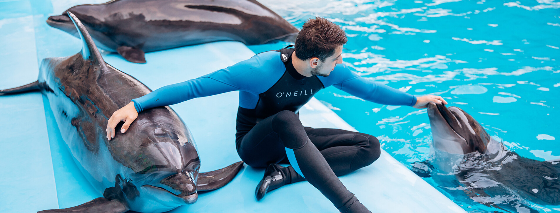 Дайвинг с дельфинами в Харькове - 4 Фото 4 - Дайвинг с дельфинами