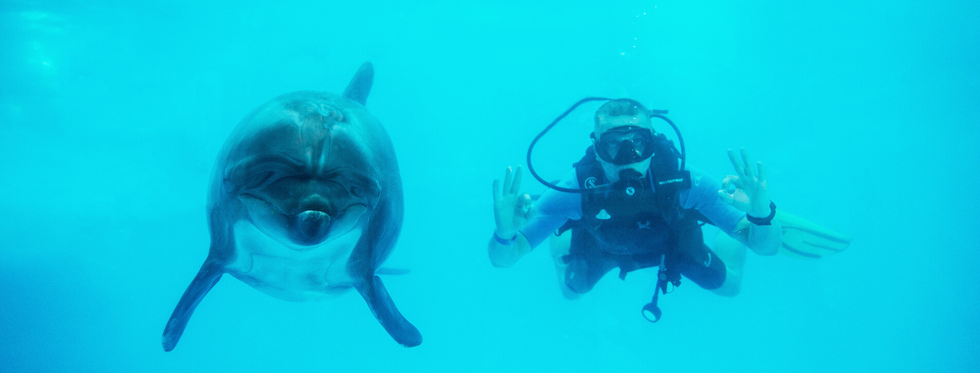 Дайвинг с дельфинами в Харькове - 2 Фото 2 - Дайвинг с дельфинами