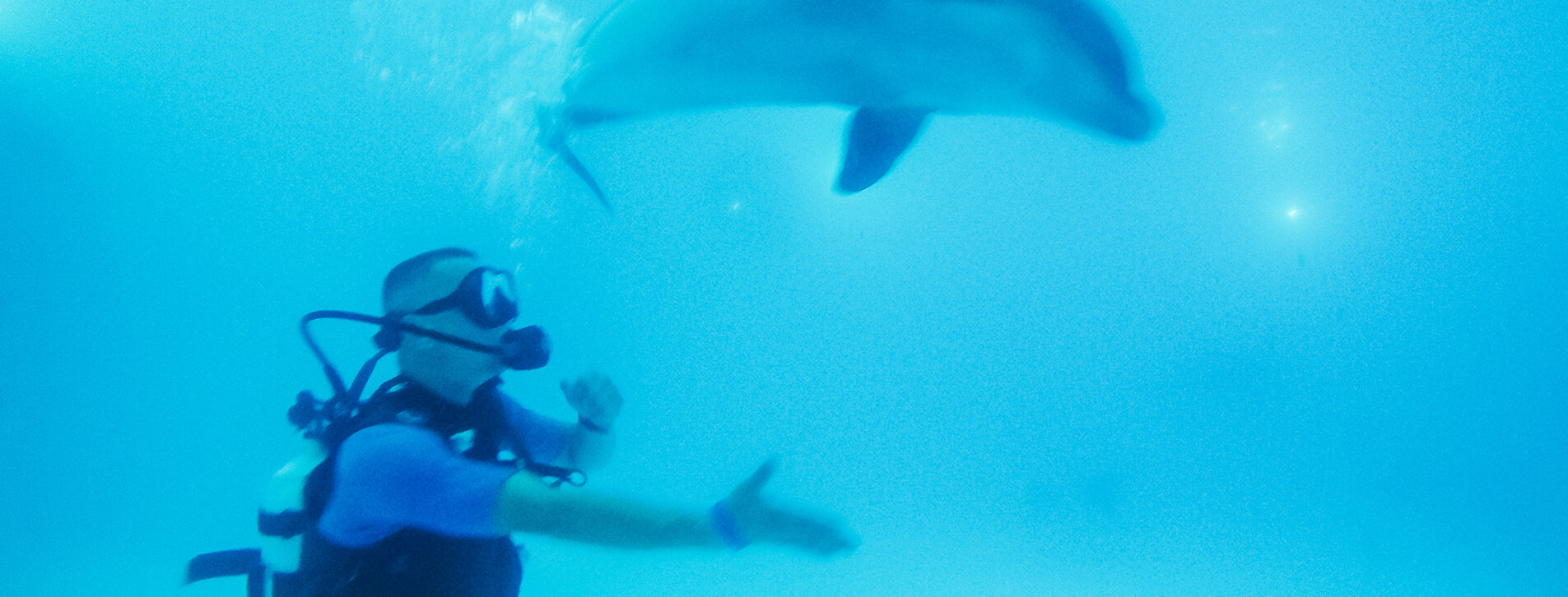 Дайвинг с дельфинами в Харькове - 11 Фото 11 - Дайвинг с дельфинами