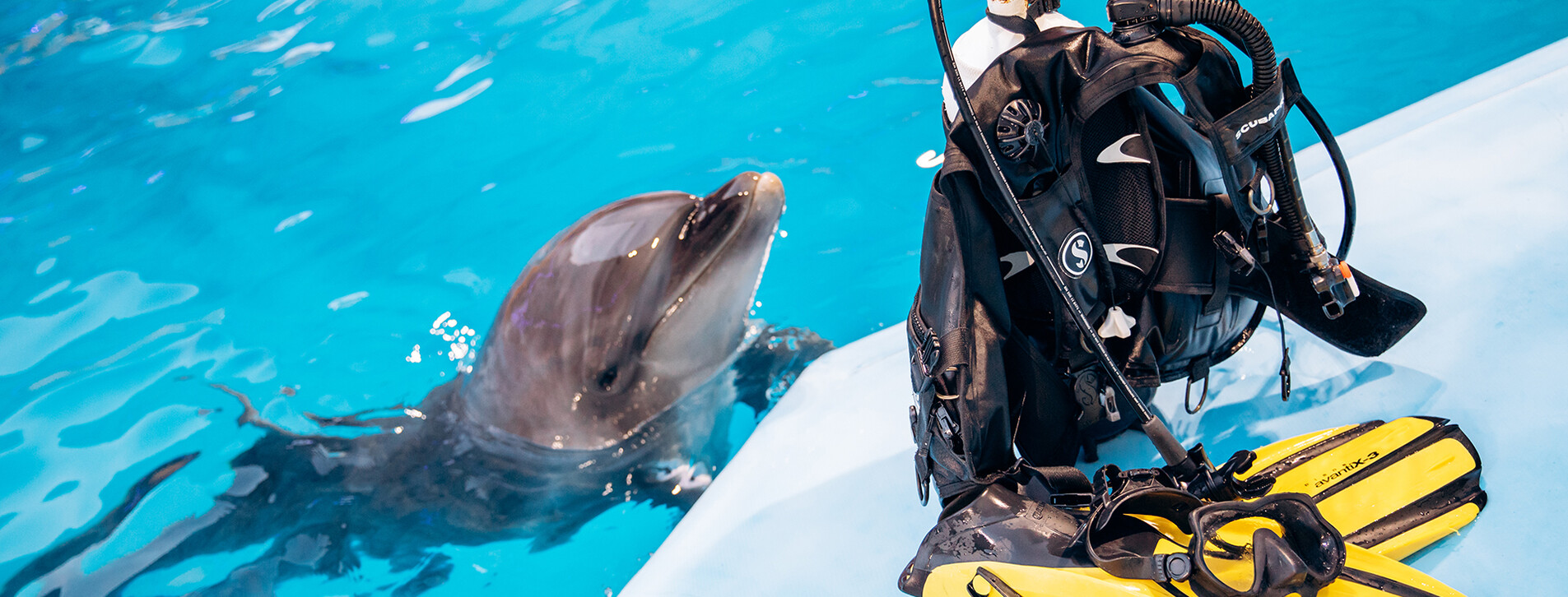 Дайвинг с дельфинами в Харькове - 5 Фото 5 - Дайвинг с дельфинами