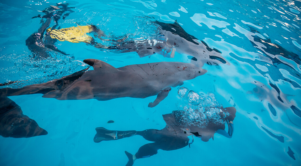 НЕМО - Дельфинарий - Харьков - 8 Фото 8 - НЕМО - Дельфинарий - Харьков