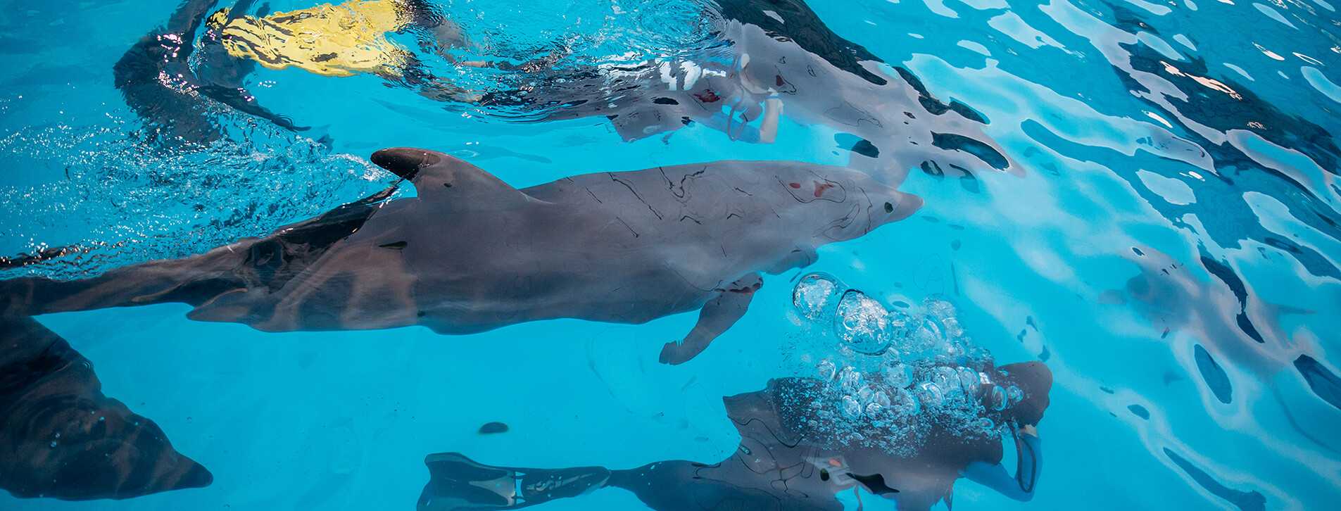 Дайвинг с дельфинами в Харькове - 9 Фото 9 - Дайвинг с дельфинами