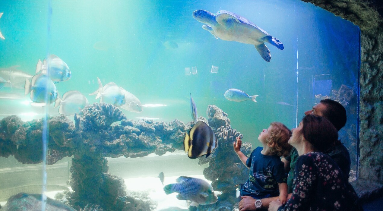 Морська казка - Океанаріум - 6 Фото 6 - Морська казка - Океанаріум
