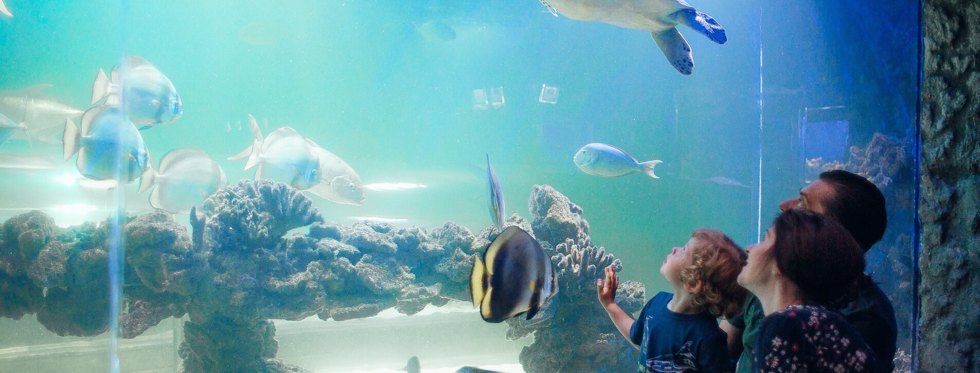 Океанариум для двоих в Киеве - 7 Фото 7 - Океанариум для двоих