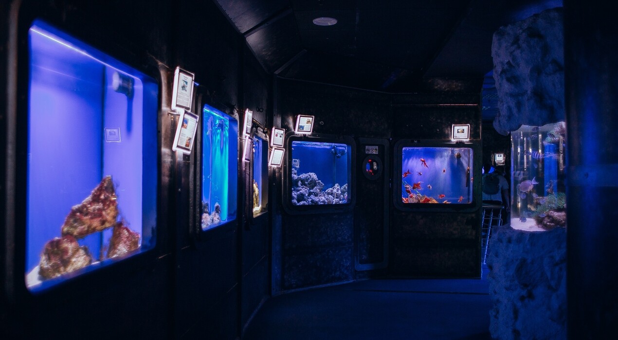 Морська казка - Океанаріум - 3 Фото 3 - Морська казка - Океанаріум