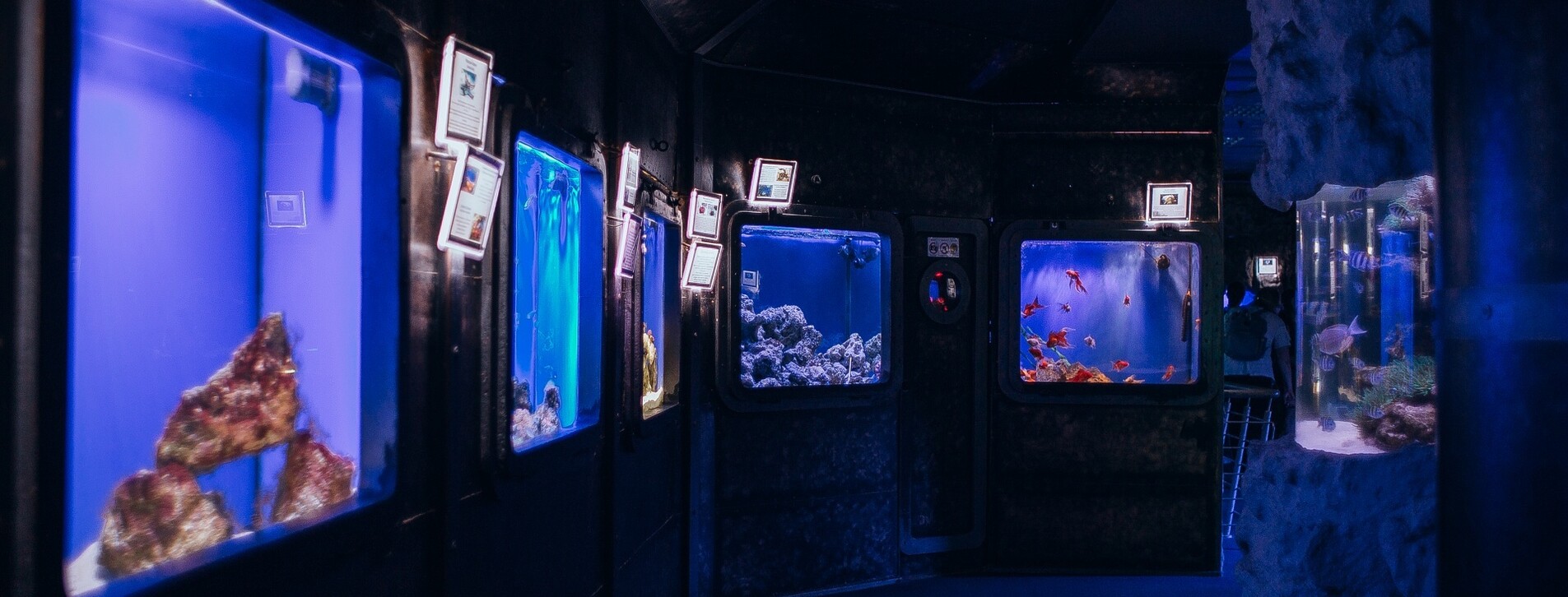 Океанариум для двоих в Киеве - 4 Фото 4 - Океанариум для двоих