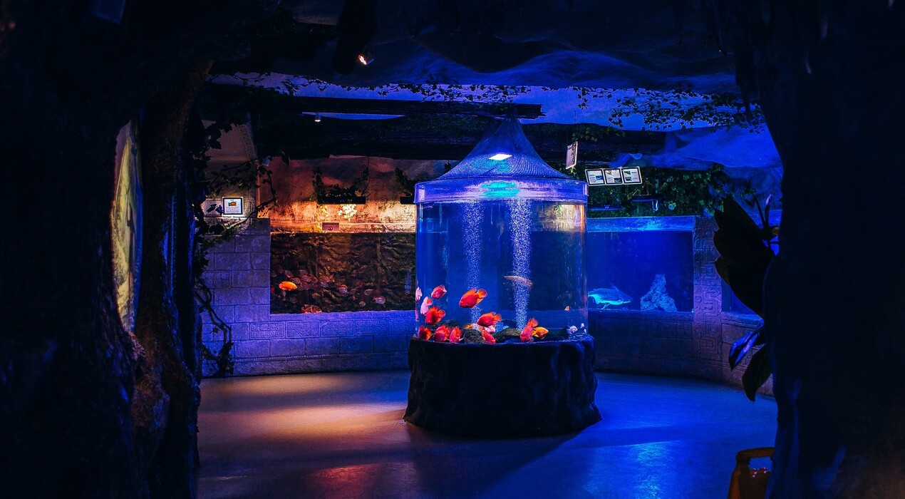 Морська казка - Океанаріум - 1 Фото 1 - Морська казка - Океанаріум