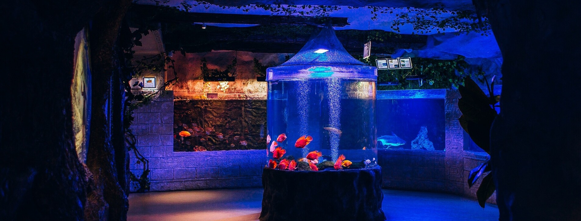 Океанариум для двоих в Киеве - 2 Фото 2 - Океанариум для двоих