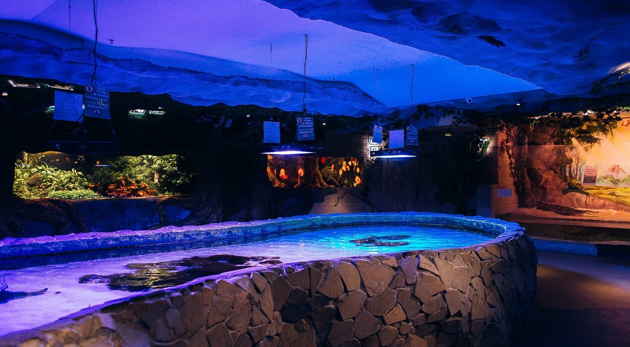 Морська казка - Океанаріум - 8 Фото 8 - Морська казка - Океанаріум