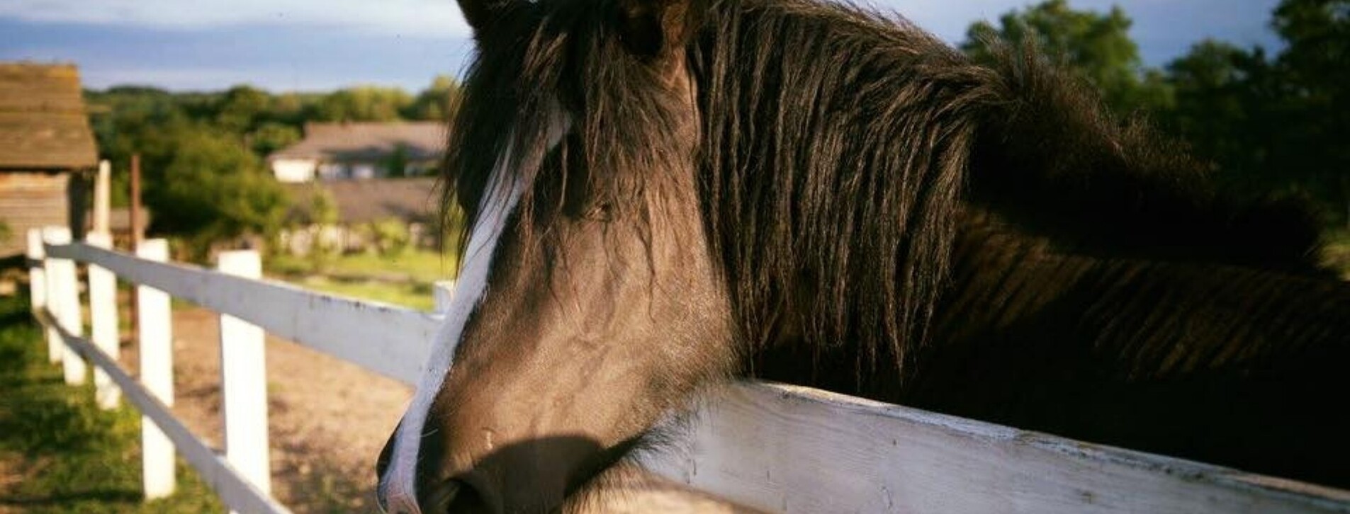 Урок верхової їзди для двох в Івано-Франківську - 2 Фото 2 - Урок верхової їзди для двох