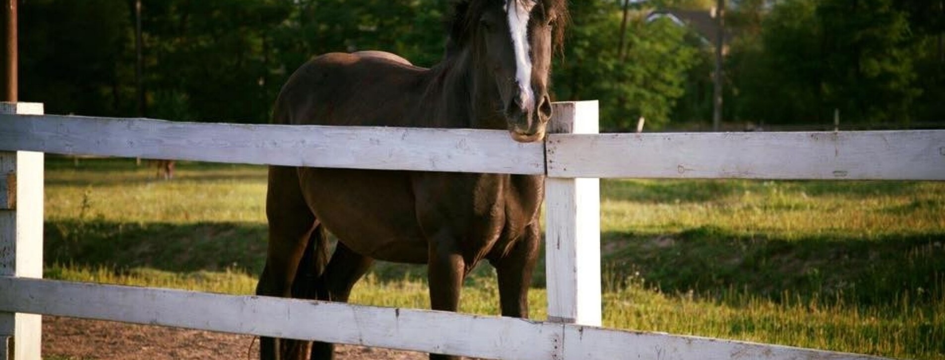 Урок верхової їзди для двох в Івано-Франківську - 3 Фото 3 - Урок верхової їзди для двох
