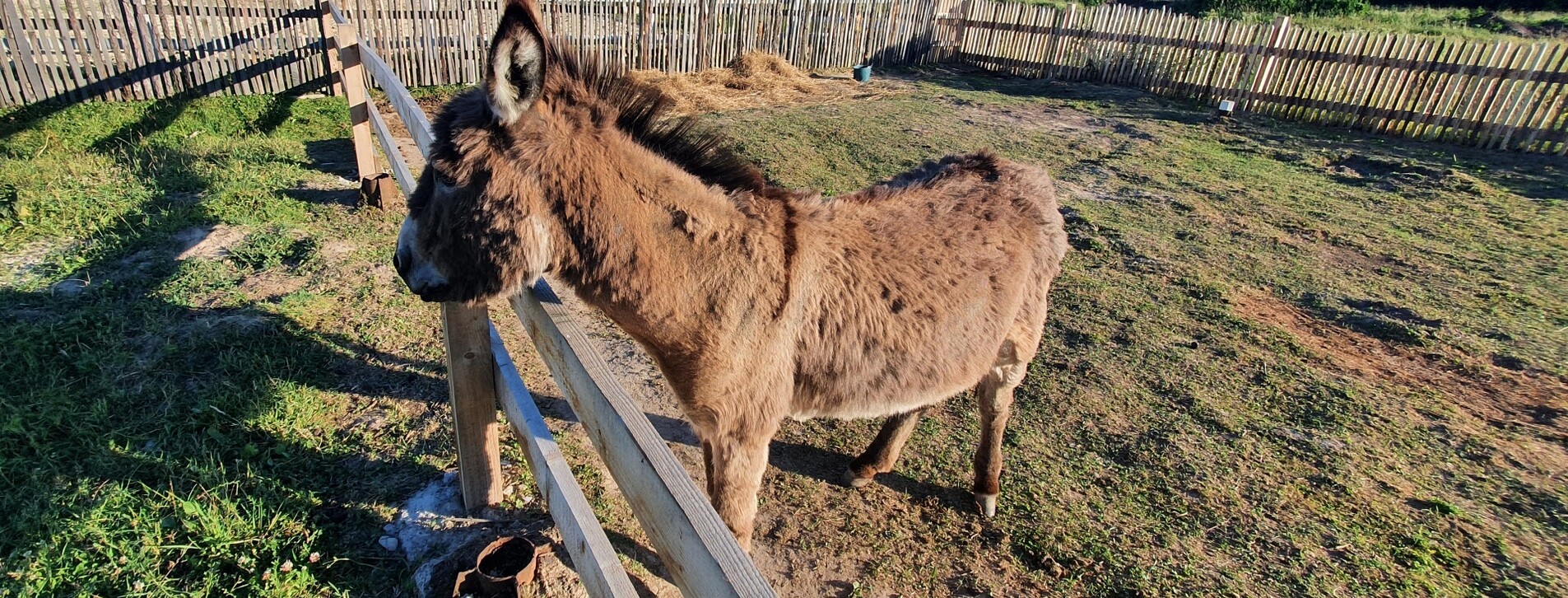 Урок верхової їзди для двох в Івано-Франківську - 8 Фото 8 - Урок верхової їзди для двох