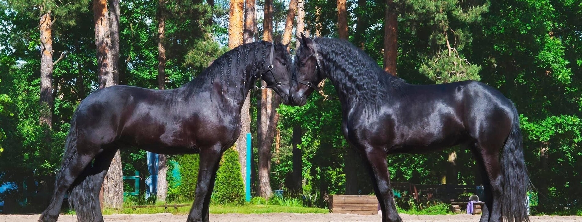 Прогулка на лошадях для компании в Харькове - 4 Фото 4 - Прогулка на лошадях для компании